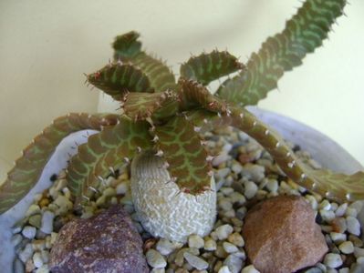 Euphorbia stellata