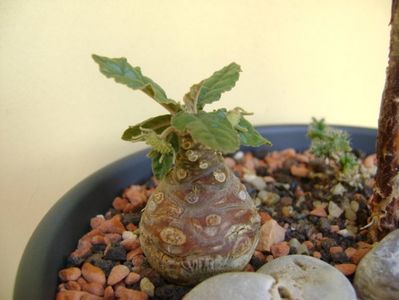 Dorstenia foetida