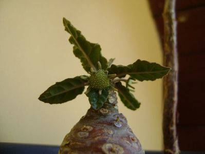 Dorstenia foetida