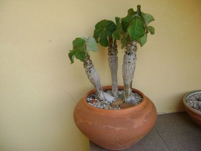 Jatropha podagrica