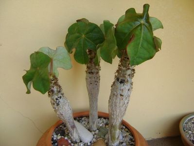 Jatropha podagrica