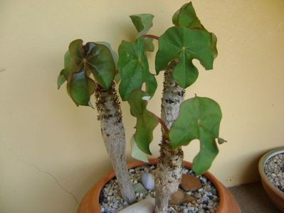 Jatropha podagrica