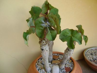 Jatropha podagrica