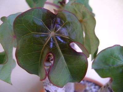 Jatropha podagrica