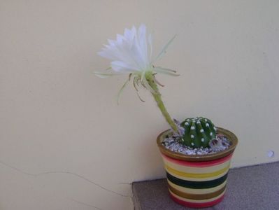 Echinopsis subdenudata