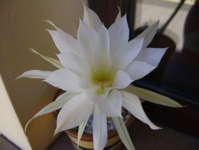 Echinopsis subdenudata