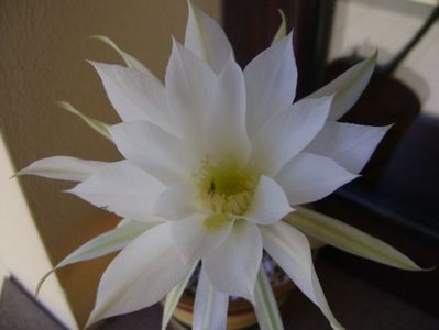 Echinopsis subdenudata