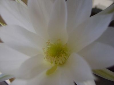 Echinopsis subdenudata