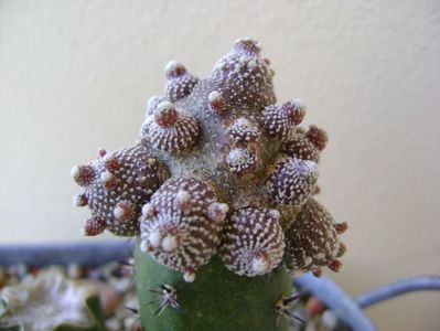 Blossfeldia liliputana