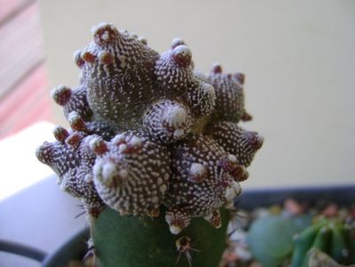 Blossfeldia liliputana