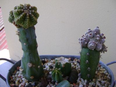 Aztekium valdezii, Linares, Nuevo León, Mx. & Blossfeldia liliputana