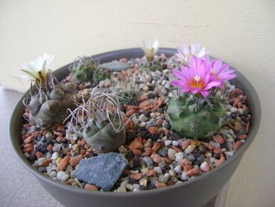 Grup de 7 Turbinicarpus; Turbini. graminispinus
Turbini. klinkerianus
Turbini. schwarzii v. rubriflorus
Turbini. pachystele
Turbini. macrochele 
Turbini. macrochele v. kupcakii                  
Turbini. viereckii
