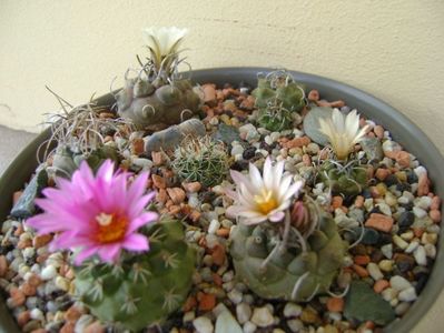 Grup de 7 Turbinicarpus; Turbini. graminispinus
Turbini. klinkerianus
Turbini. schwarzii v. rubriflorus
Turbini. pachystele
Turbini. macrochele 
Turbini. macrochele v. kupcakii                  
Turbini. viereckii
