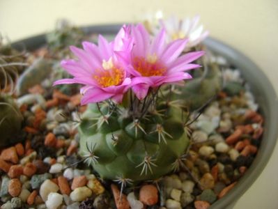 Turbinicarpus viereckii