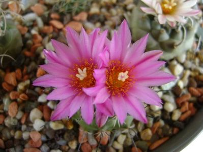 Turbinicarpus viereckii