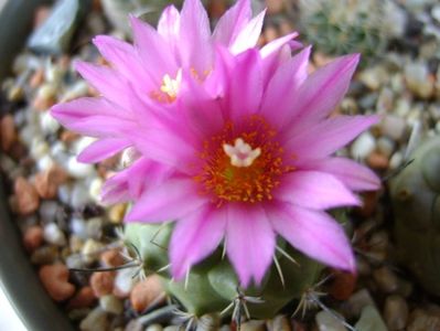 Turbinicarpus viereckii