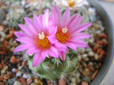 Turbinicarpus viereckii