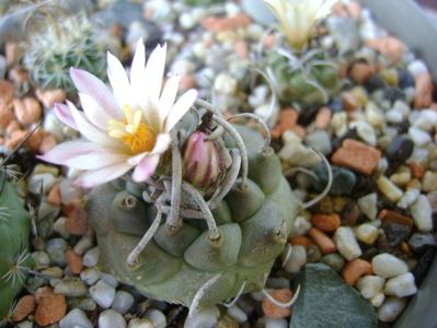 Turbinicarpus schwarzii v. rubriflorus