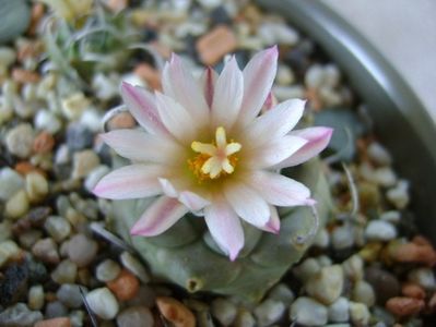 Turbinicarpus schwarzii v. rubriflorus