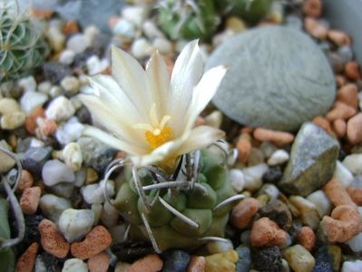 Turbinicarpus pachystele