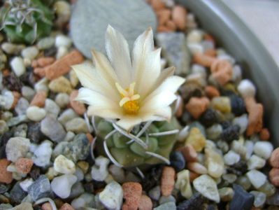 Turbinicarpus pachystele