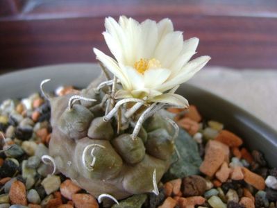 Turbinicarpus macrochele