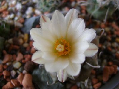 Turbinicarpus macrochele