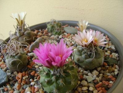 Grup de 7 Turbinicarpus; Turbini. graminispinus
Turbini. klinkerianus
Turbini. schwarzii v. rubriflorus
Turbini. pachystele
Turbini. macrochele 
Turbini. macrochele v. kupcakii                  
Turbini. viereckii
