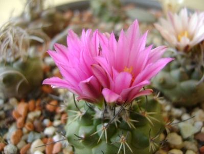 Turbinicarpus viereckii