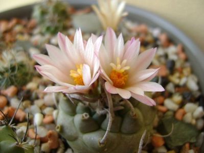 Turbinicarpus schwarzii v. rubriflorus