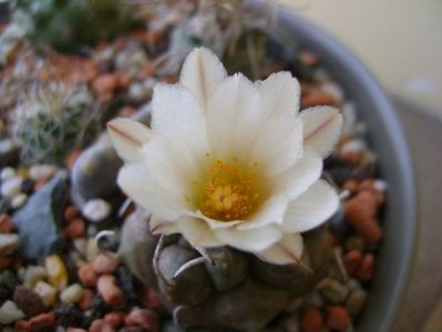 Turbinicarpus macrochele