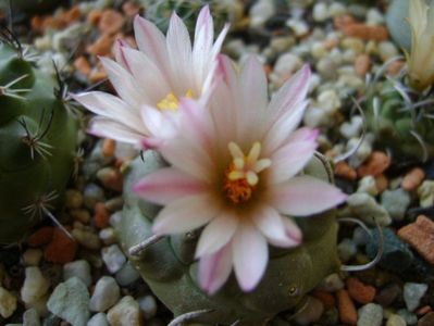 Turbinicarpus schwarzii v. rubriflorus