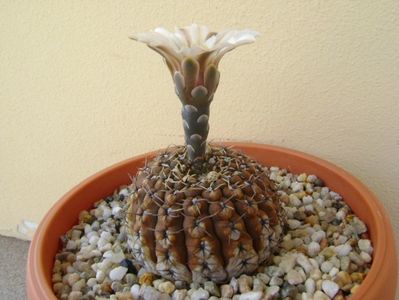 Gymnocalycium obductum