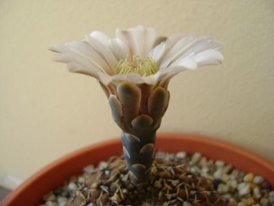 Gymnocalycium obductum