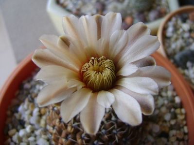 Gymnocalycium obductum