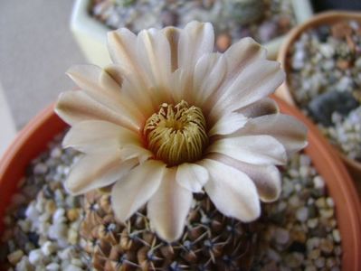 Gymnocalycium obductum