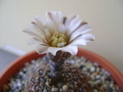 Gymnocalycium obductum