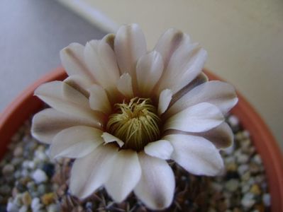 Gymnocalycium obductum