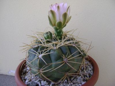 Gymnocalycium monvillei