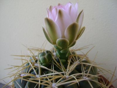 Gymnocalycium monvillei