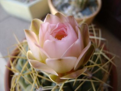 Gymnocalycium monvillei