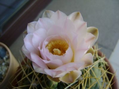 Gymnocalycium monvillei