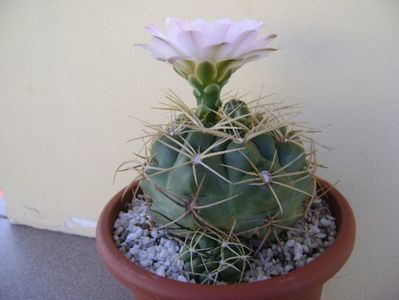 Gymnocalycium monvillei