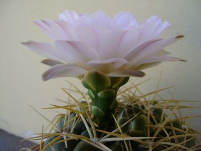 Gymnocalycium monvillei