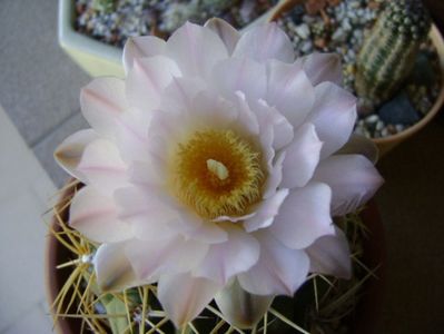 Gymnocalycium monvillei