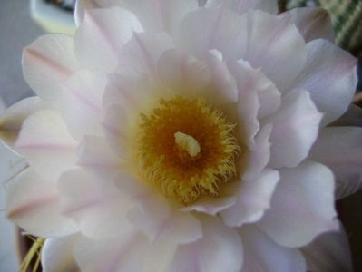 Gymnocalycium monvillei