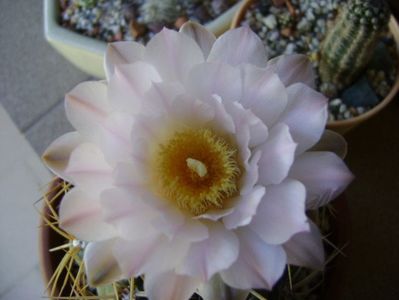 Gymnocalycium monvillei