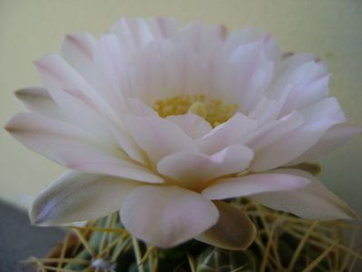 Gymnocalycium monvillei