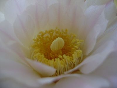 Gymnocalycium monvillei