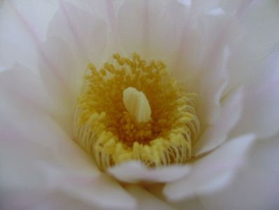 Gymnocalycium monvillei